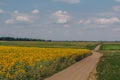 Road to the field of sunflowers Royalty Free Stock Photo