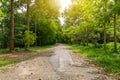 Road to the forest with many trees with warm light of sun Royalty Free Stock Photo