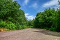 Road in to the forest