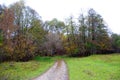 Road to the forest, trees with yellow leaves, view from glade with green grass on the edge