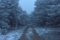 Road to the frozen foggy pine forest
