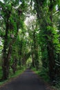 Road to Kalapana beach Royalty Free Stock Photo