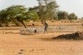 Unidentified Senegalese man walks among the herd of goats. Royalty Free Stock Photo