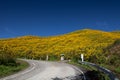 Road to Mexican sunflower weed (Tithonia diversifolia)