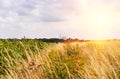 Road to the Orthodox church, sunflower field. Royalty Free Stock Photo