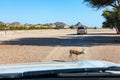 Road to Safari Park on Sir Bani Yas Island, Abu Dhabi, United Arab Emirates