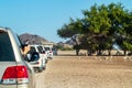 Road to Safari Park on Sir Bani Yas Island, Abu Dhabi, United Arab Emirates