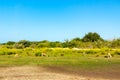 Road to Safari Park on Sir Bani Yas Island, Abu Dhabi, United Arab Emirates