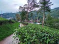 view of tea gardens and green hills Royalty Free Stock Photo