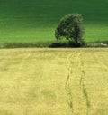 Road to the Tree Royalty Free Stock Photo