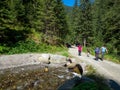 The road to Valea Sambetei chalet, Romania Royalty Free Stock Photo