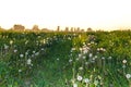 Road to the village in the middle of a field of dandelions at sunset Royalty Free Stock Photo