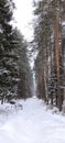 Road to the white nowere in Russian forest Royalty Free Stock Photo