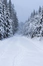 Road to the winter forest. Way to the winter mountains. Winter composition. Royalty Free Stock Photo