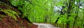 Road. Landscape in Poiana Brasov and Salomon stones. Forest