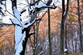 Forest. Landscape in Poiana Brasov and Salomon stones. Road to the winter station. Royalty Free Stock Photo