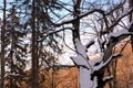 Forest. Landscape in Poiana Brasov and Salomon stones. Road to the winter station. Royalty Free Stock Photo