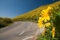The road to yellow flower mountain Royalty Free Stock Photo