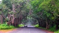 Road towards nature Royalty Free Stock Photo