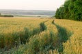 Golden wheat field and sunny day Royalty Free Stock Photo