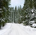 Road with tracks tire on snow in winter snowy fir-tree forest Royalty Free Stock Photo