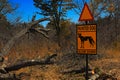 Road traffic sign with animal, Painted dog, slow down. Widlife dangerous in Africa. Busch near the road with Painted dog.