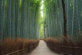 Road trail or path way at Japanese Bamboo Forest at Arashiyama in travel holidays vacation trip outdoors in Kyoto, Japan. Tall Royalty Free Stock Photo