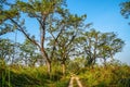 Road for Transport at Chitwan National Park in Nepal Royalty Free Stock Photo