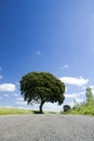 Road Tree in Countyside. Royalty Free Stock Photo