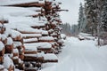 Road and tree felling in winter snowy forest