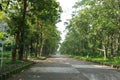 Road and tree, green, cool and full O2