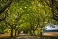 Road on the tree-lined avenue in Umbria, Italy Royalty Free Stock Photo