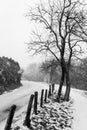Road, tree and snow Royalty Free Stock Photo