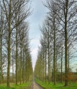 Road through trees Royalty Free Stock Photo