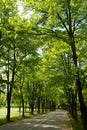 Road among trees