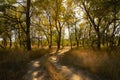 Road trees backlit