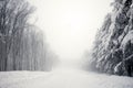 Road and trees in blizzard Royalty Free Stock Photo