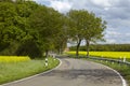 Road with trees and a blossoming, yellow colza field Royalty Free Stock Photo