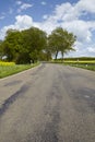 Road with trees and a blossoming, yellow colza field Royalty Free Stock Photo