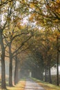 Road with trees