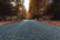 The road between trees in the fall season leads to the National Trust Abbey, Autunm in UK