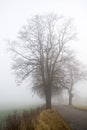 Road, trees and fog