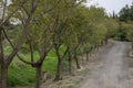 Road of trees inside kibutz in Israel