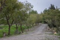 Road of trees inside kibutz in Israel