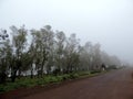 Road lined up with trees on a foggy morning Royalty Free Stock Photo