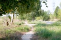 a path among the trees in the park Royalty Free Stock Photo