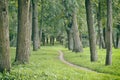 A narrow shady path among large green trees in the park in summer Royalty Free Stock Photo