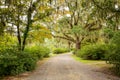 Road with trees overhanging with spanish moss in Southern USA Royalty Free Stock Photo