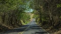 Road between trees. Road full of trees. Brazil