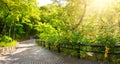 Road with trees on the side in summertime in park in Kyoto